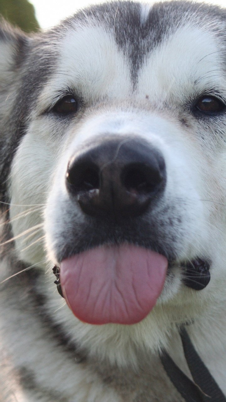 Обои щенок, аляскинский маламут, хаски, собака породы, Северная эскимосская собака в разрешении 720x1280