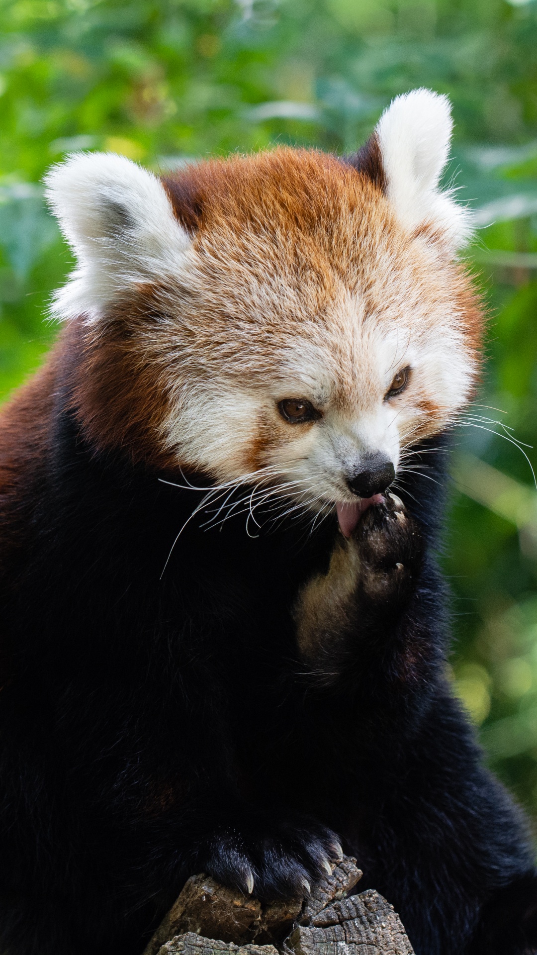 Обои Красная панда, гигантская панда, наземные животные, живая природа, природный заповедник в разрешении 1080x1920