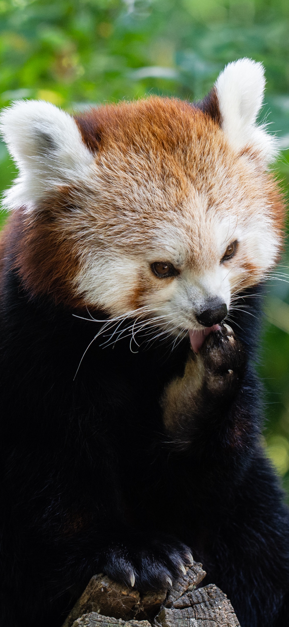 Обои Красная панда, гигантская панда, наземные животные, живая природа, природный заповедник в разрешении 1125x2436