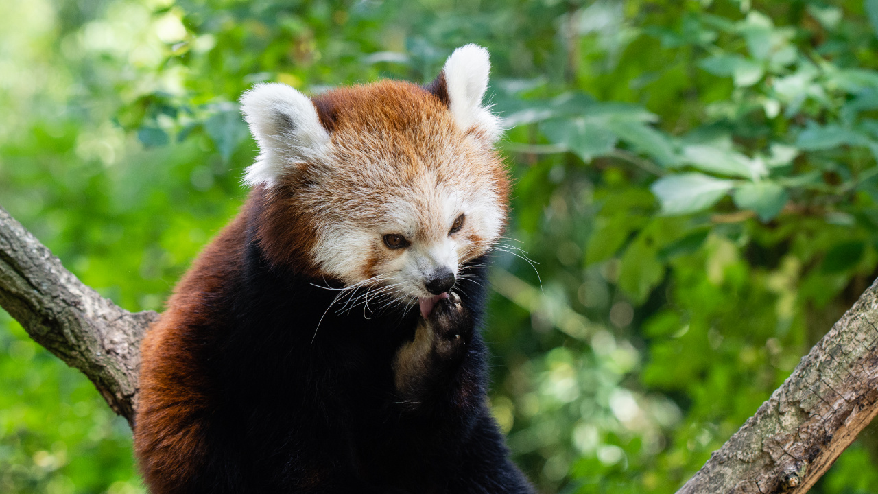 Обои Красная панда, гигантская панда, наземные животные, живая природа, природный заповедник в разрешении 1280x720