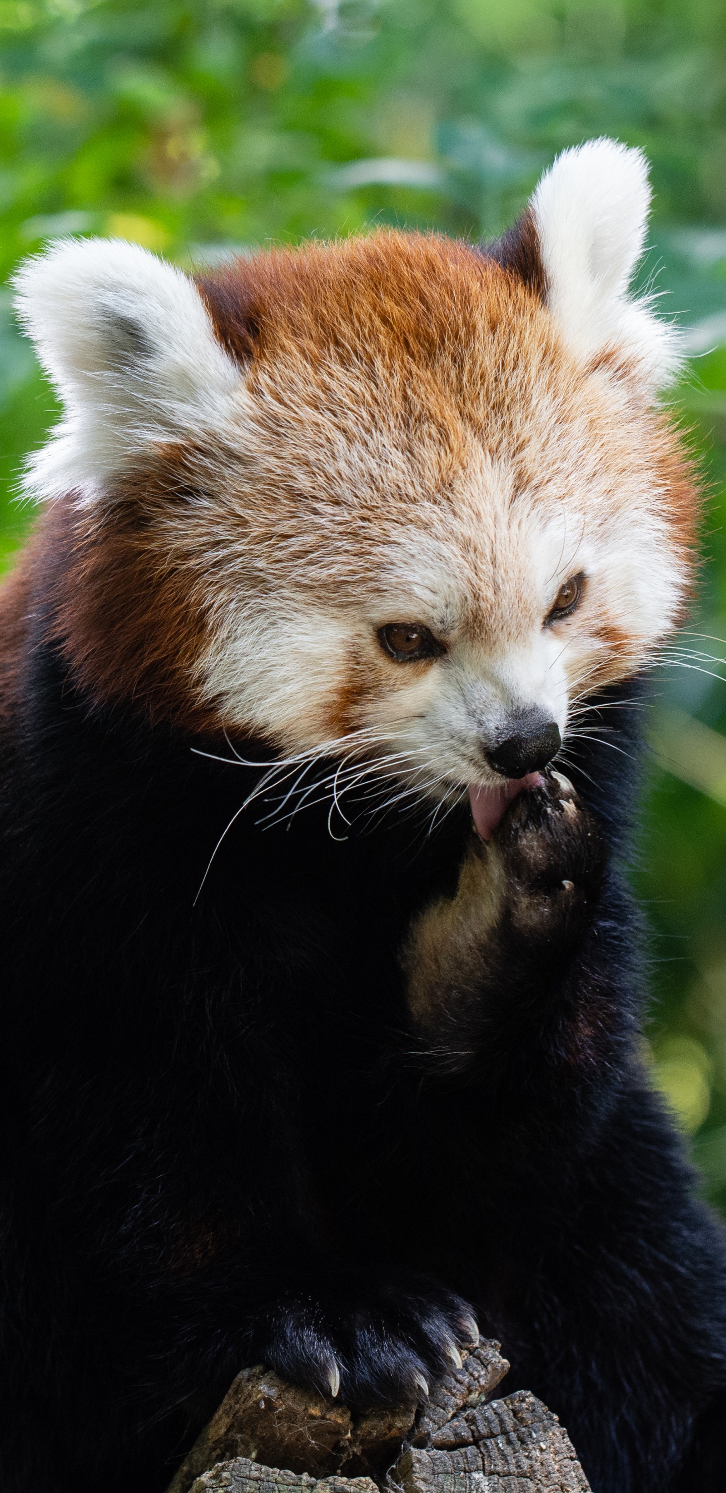Обои Красная панда, гигантская панда, наземные животные, живая природа, природный заповедник в разрешении 1440x2960