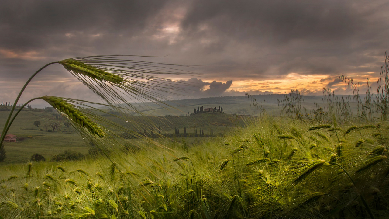 Обои вечер, природа, растительность, поле, семейство травы в разрешении 1280x720