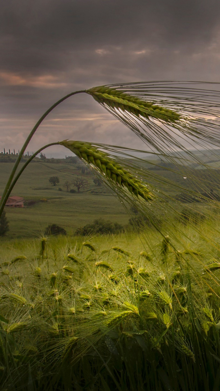 Обои вечер, природа, растительность, поле, семейство травы в разрешении 750x1334