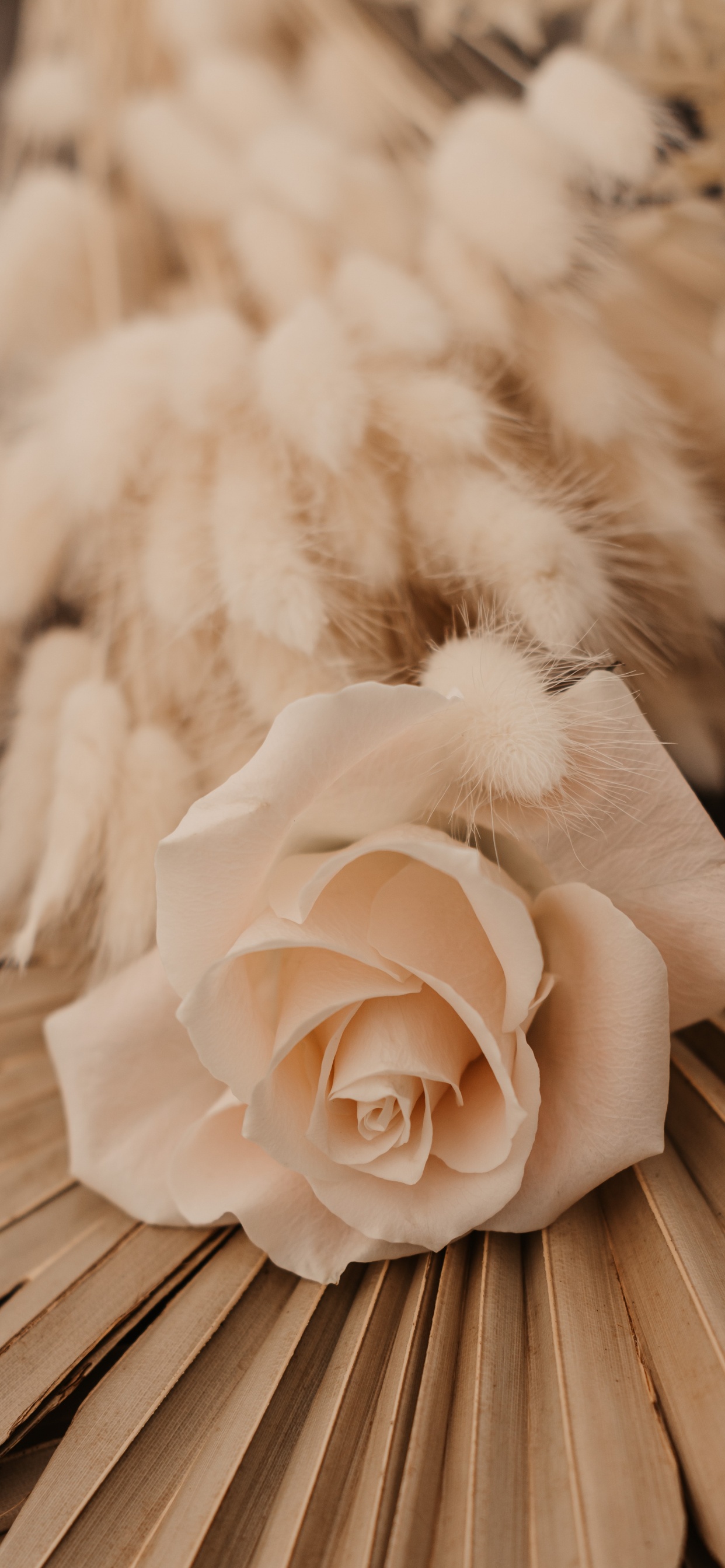 Обои розовый, цвет беж, цветок, лепесток, растение в разрешении 1242x2688