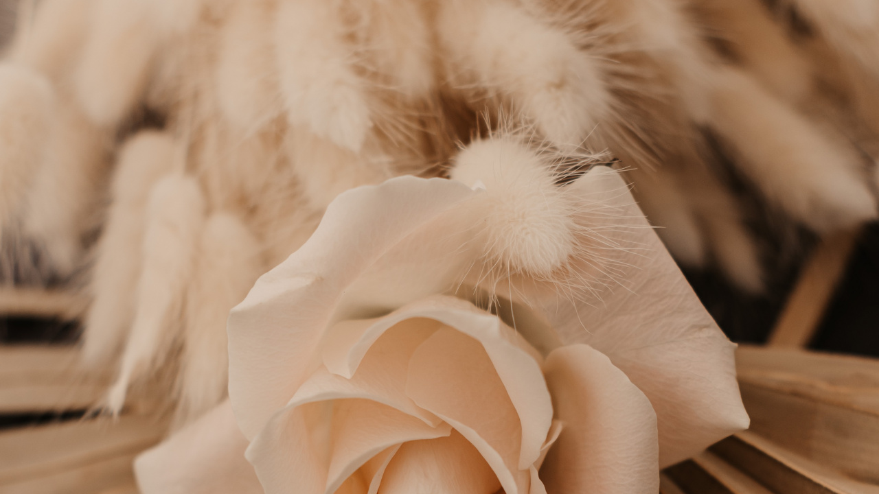 Обои розовый, цвет беж, цветок, лепесток, растение в разрешении 1280x720