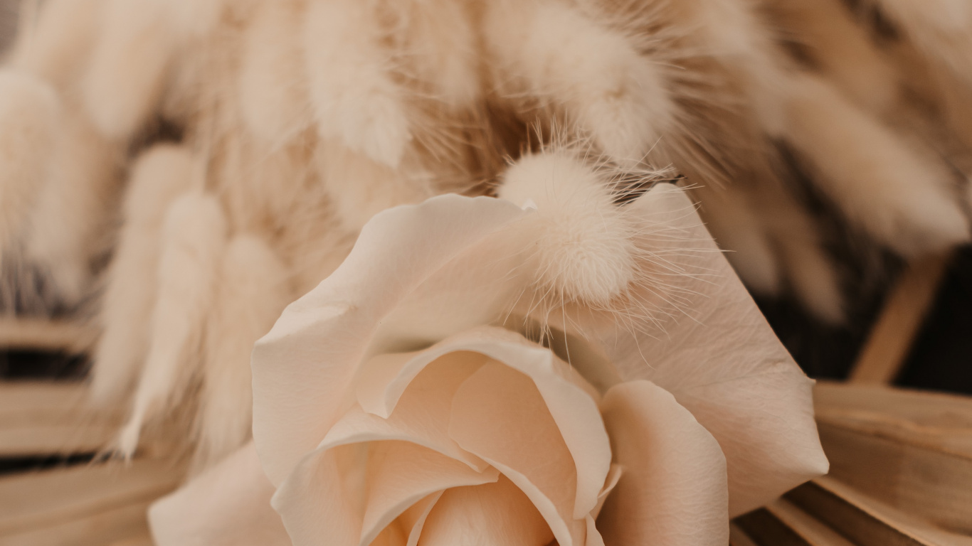 Обои розовый, цвет беж, цветок, лепесток, растение в разрешении 1366x768