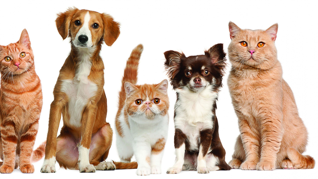 Обои пес, кот, ветеринарный врач, собака породы, котенок в разрешении 1280x720