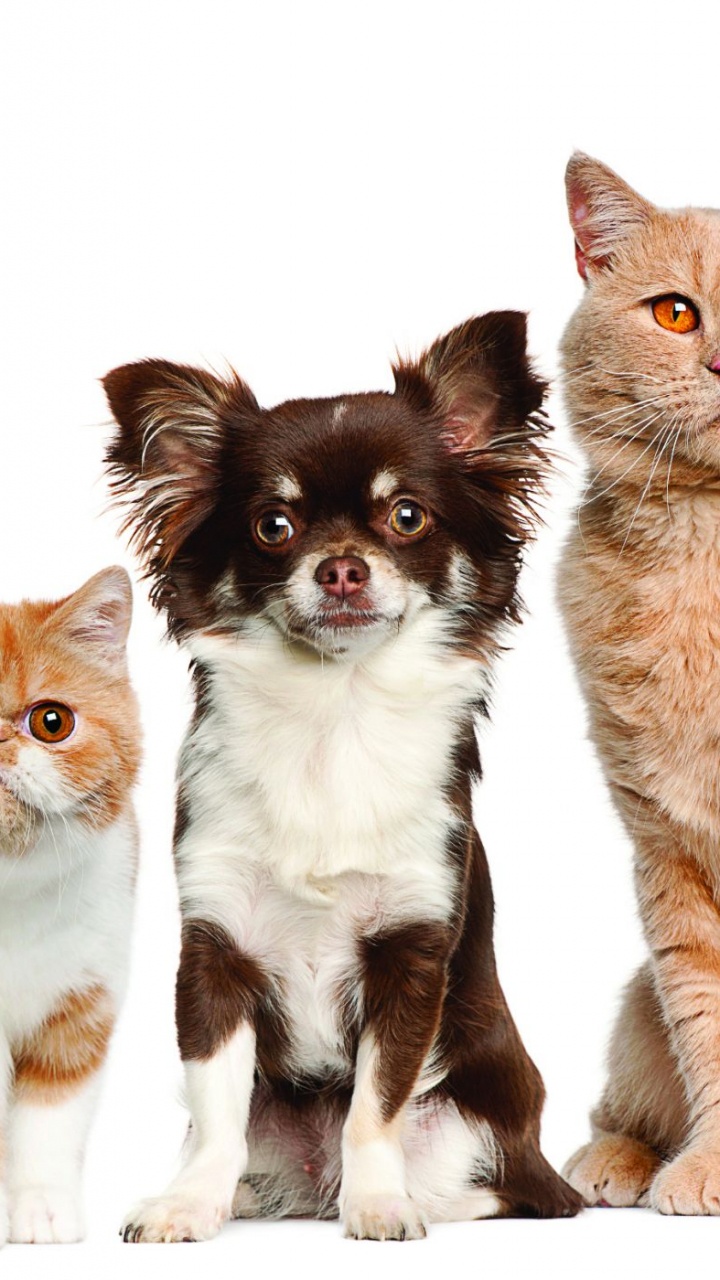 Обои пес, кот, ветеринарный врач, собака породы, котенок в разрешении 720x1280
