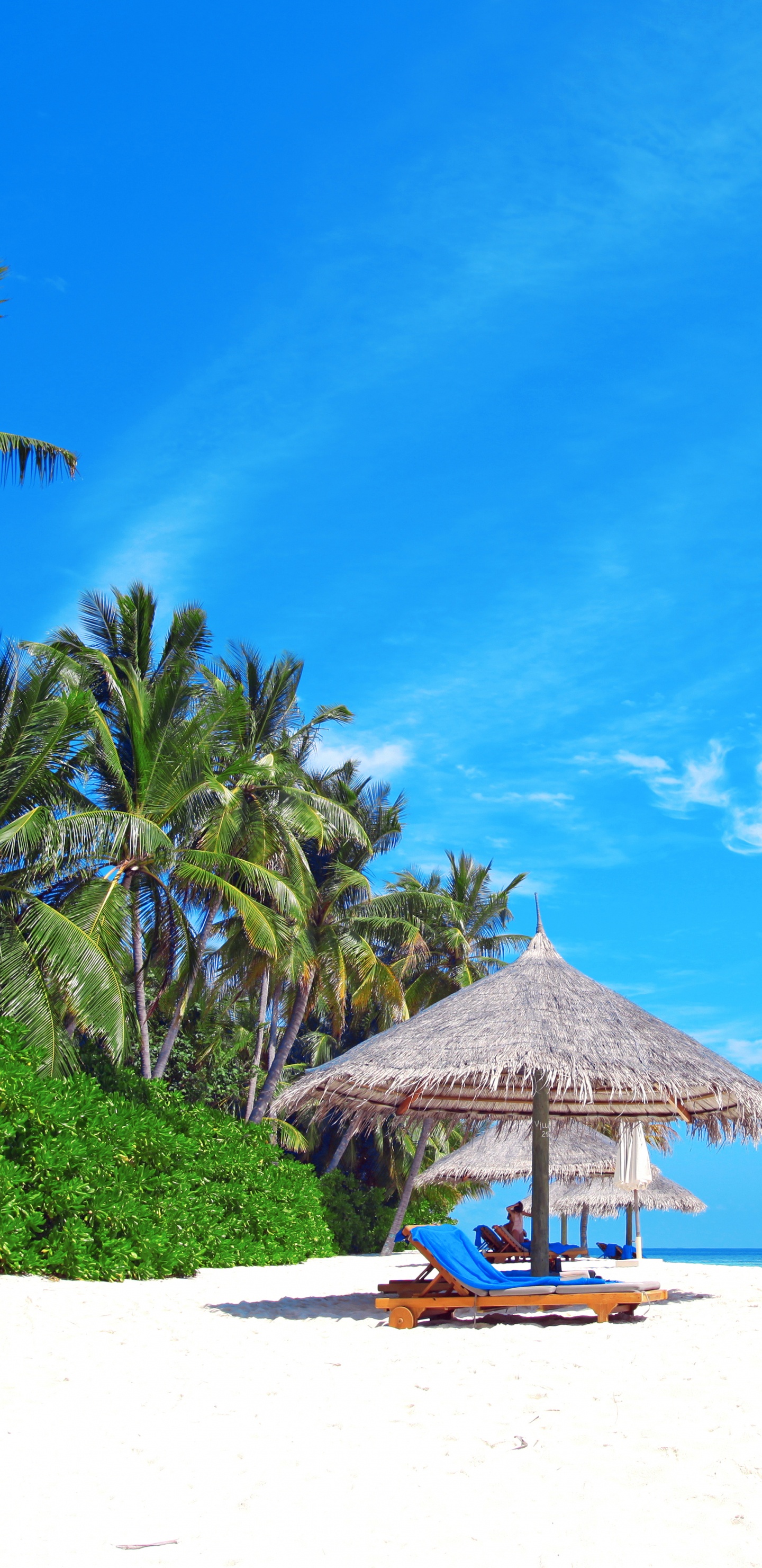 Обои пляж, море, берег, отпуск, тропическая зона в разрешении 1440x2960