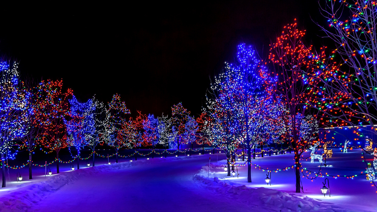 Обои Рождественские огни, освещение, свет, дерево, синий в разрешении 1280x720