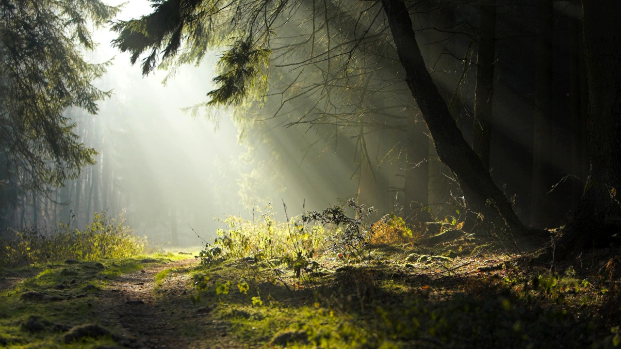 Обои лес, природа, солнечный свет, растительность, дерево в разрешении 1280x720