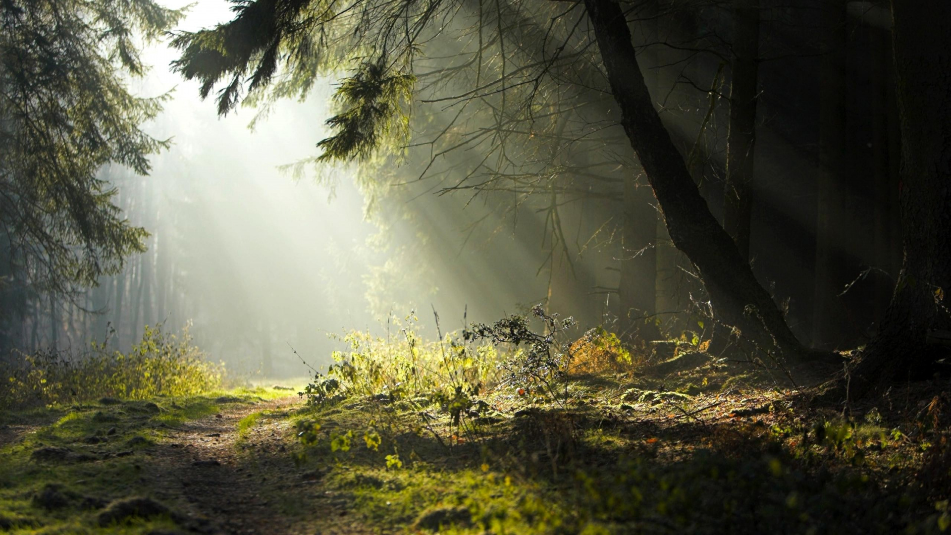 Обои лес, природа, солнечный свет, растительность, дерево в разрешении 1920x1080