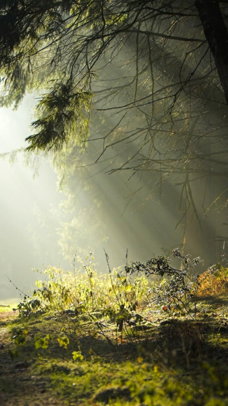 Обои лес, природа, солнечный свет, растительность, дерево в разрешении 750x1334