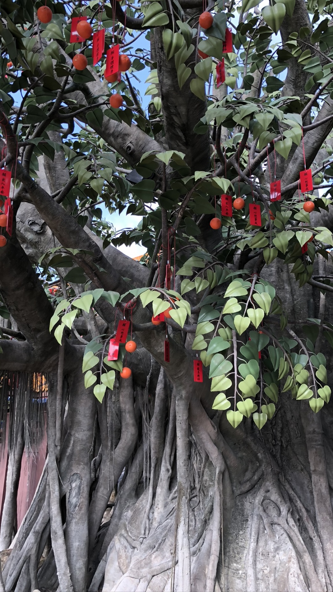 Обои дерево, ветвь, древесные растения, фруктовое дерево, продукция в разрешении 1080x1920