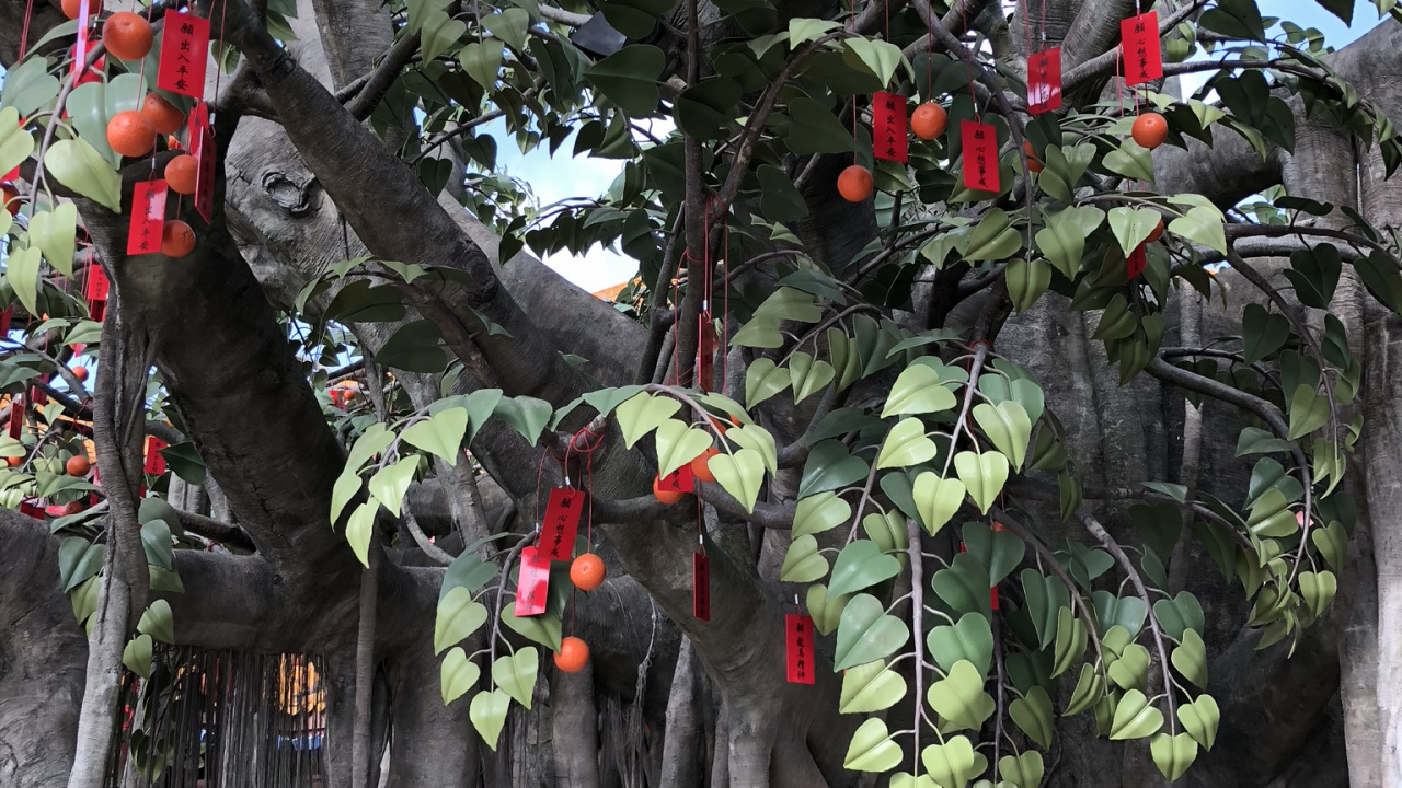 Обои дерево, ветвь, древесные растения, фруктовое дерево, продукция в разрешении 1280x720