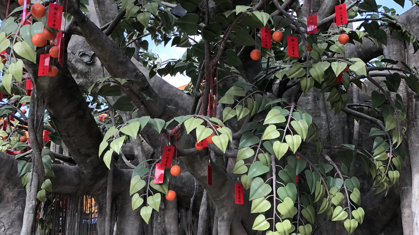 Обои дерево, ветвь, древесные растения, фруктовое дерево, продукция в разрешении 1366x768