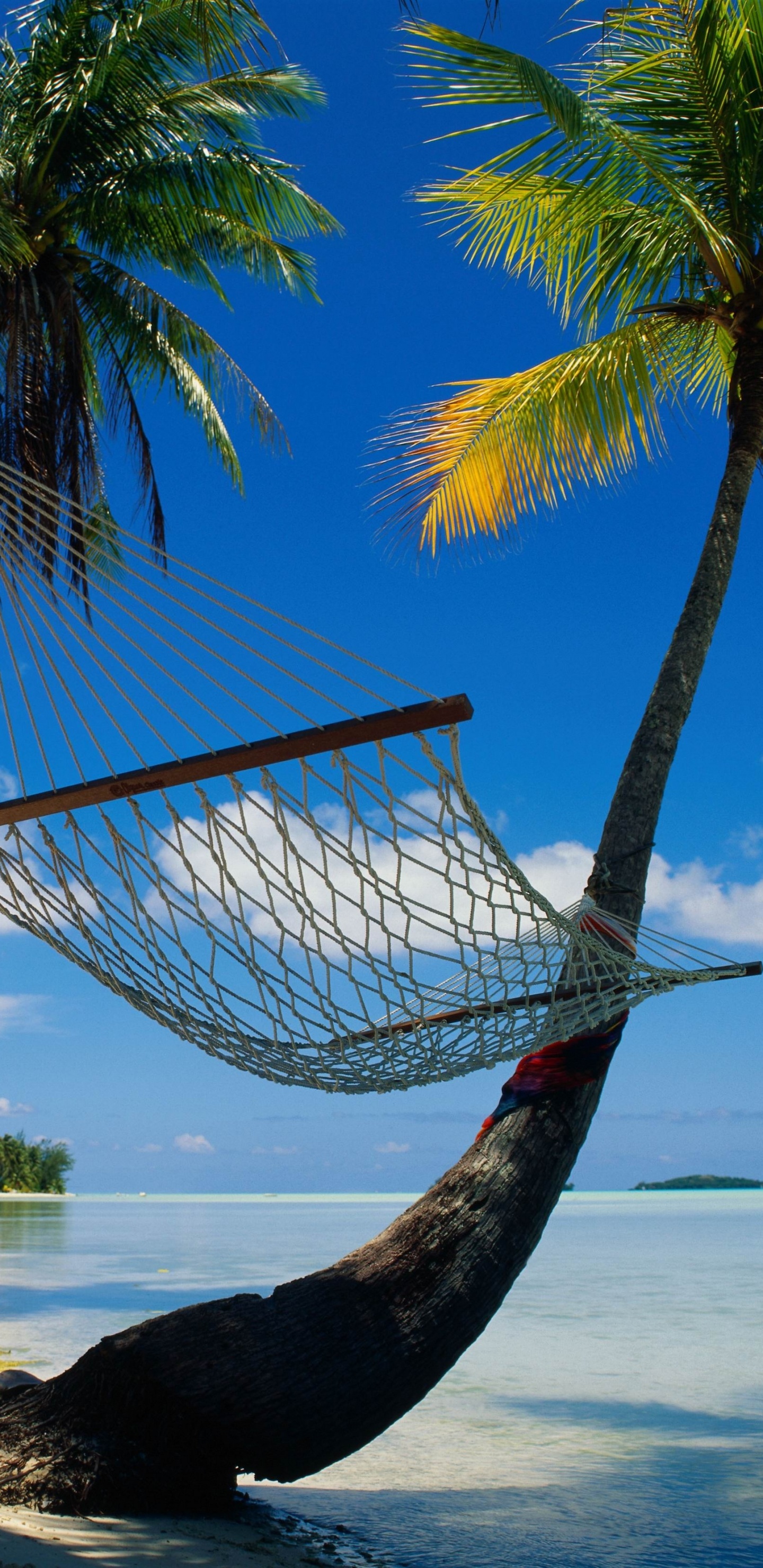 Обои пляж, гамак, дерево, тропическая зона, Пальма в разрешении 1440x2960