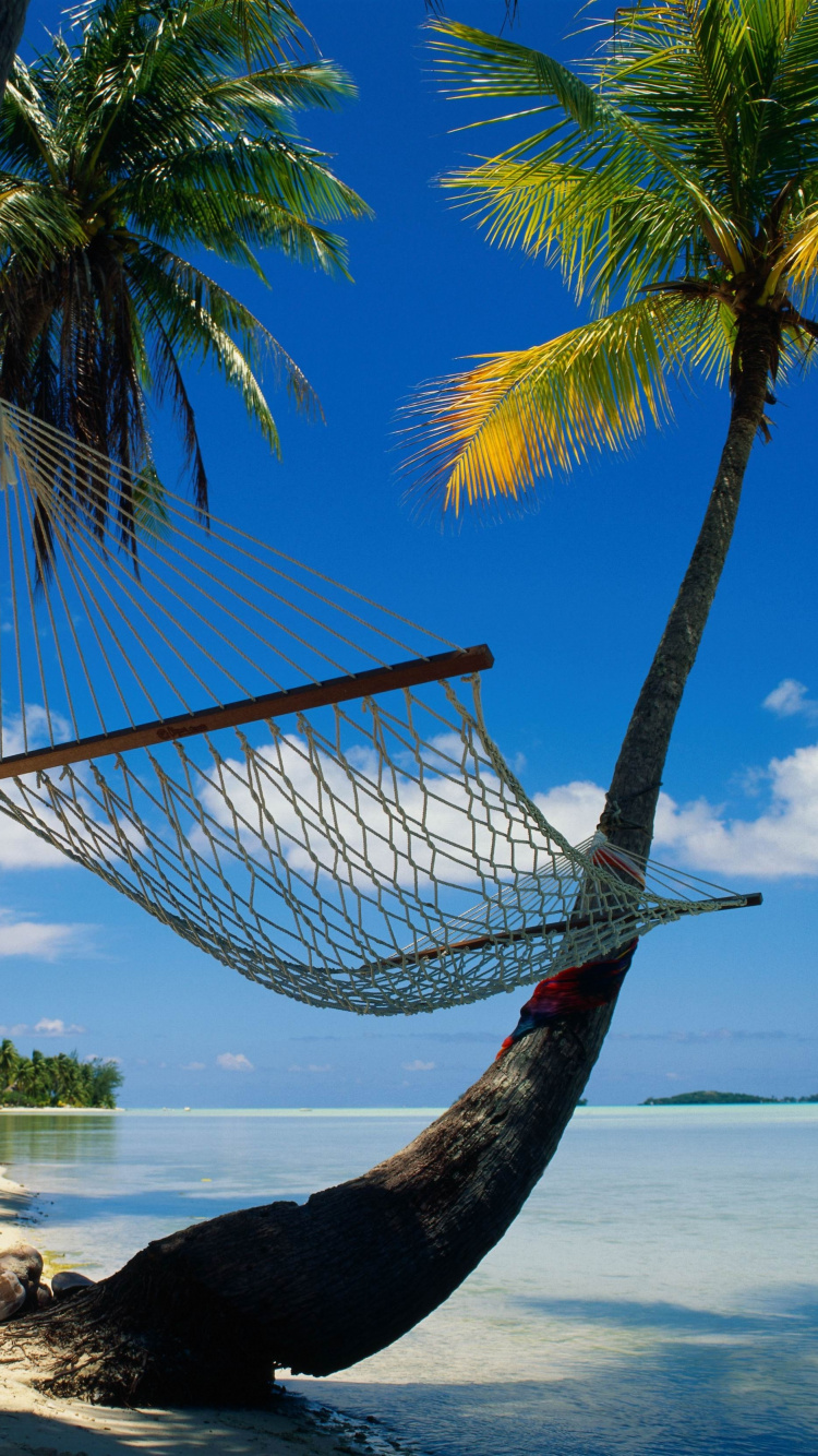 Обои пляж, гамак, дерево, тропическая зона, Пальма в разрешении 750x1334