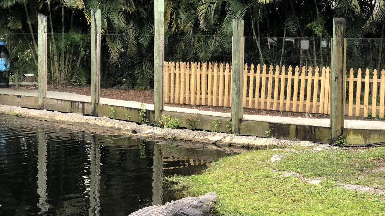 Обои крокодил, отражение, вода, пальмовые рощи, наука в разрешении 1280x720