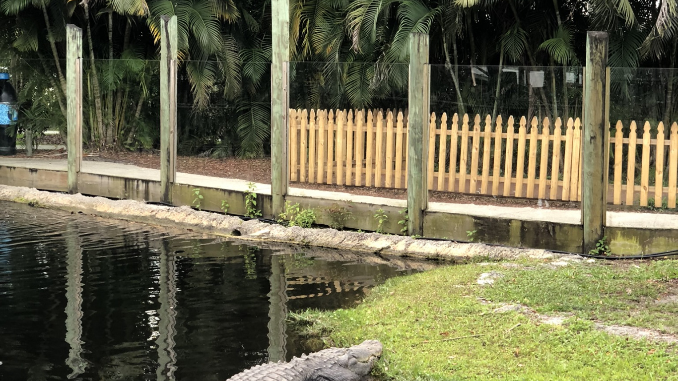 Обои крокодил, отражение, вода, пальмовые рощи, наука в разрешении 1366x768