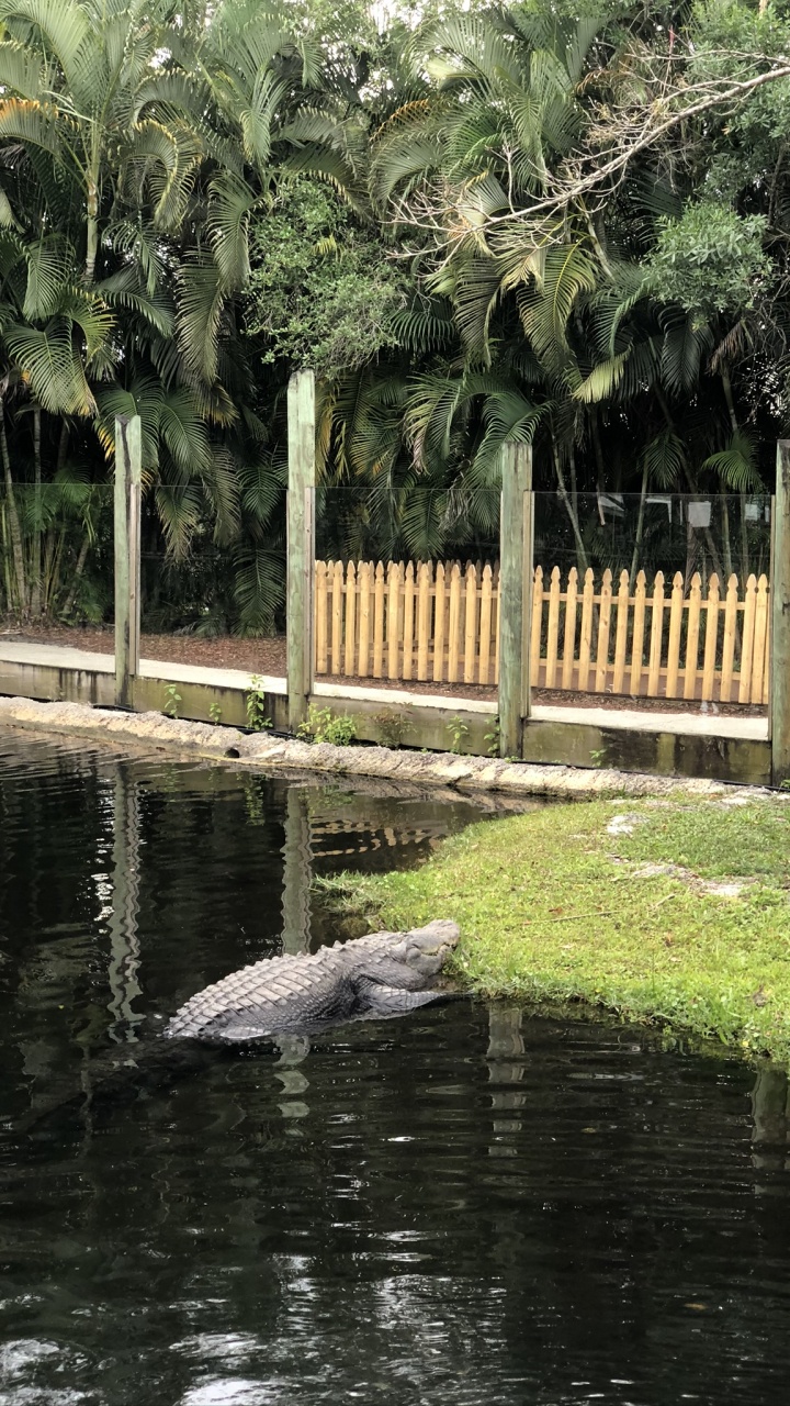 Обои крокодил, отражение, вода, пальмовые рощи, наука в разрешении 720x1280