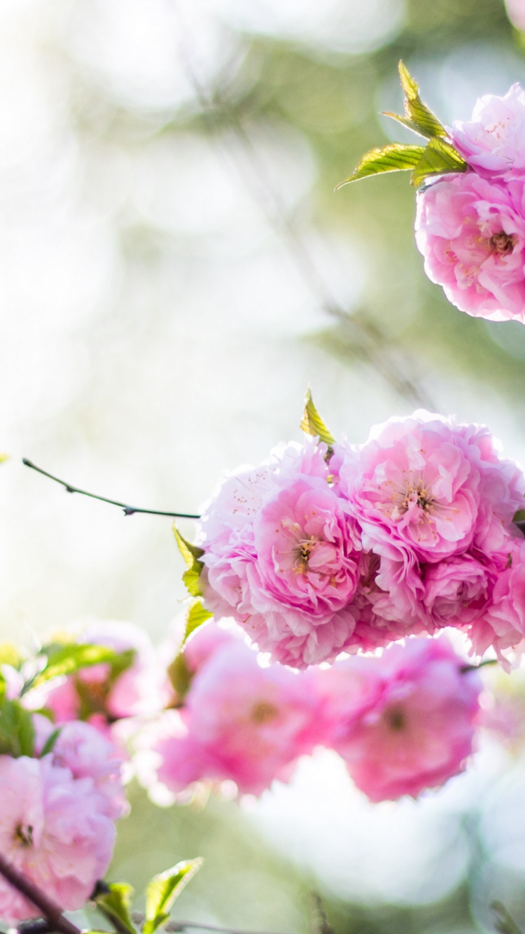 Обои цветок, цветковое растение, растение, ботаники, лепесток в разрешении 750x1334