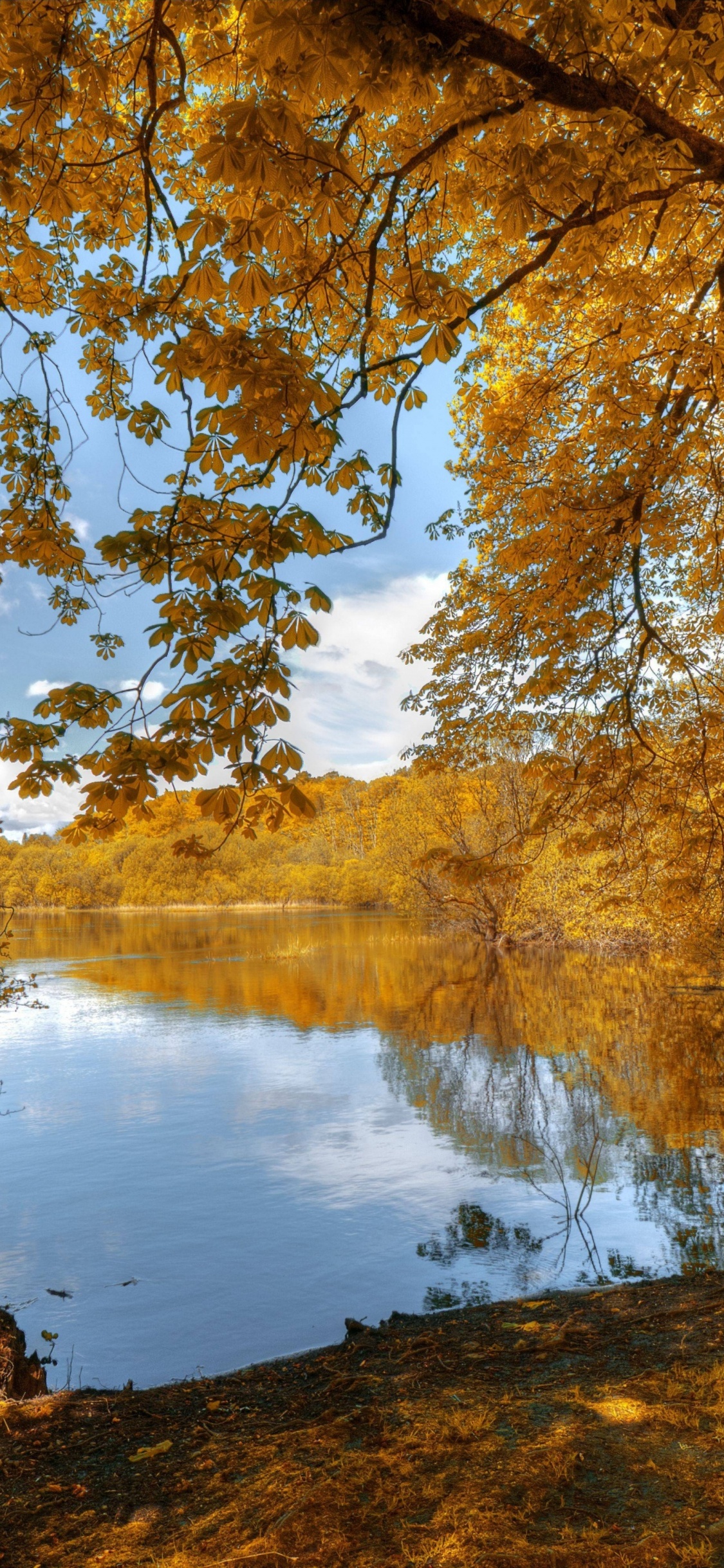 Обои стена, постер, вода, растение, гидроресурсы в разрешении 1125x2436