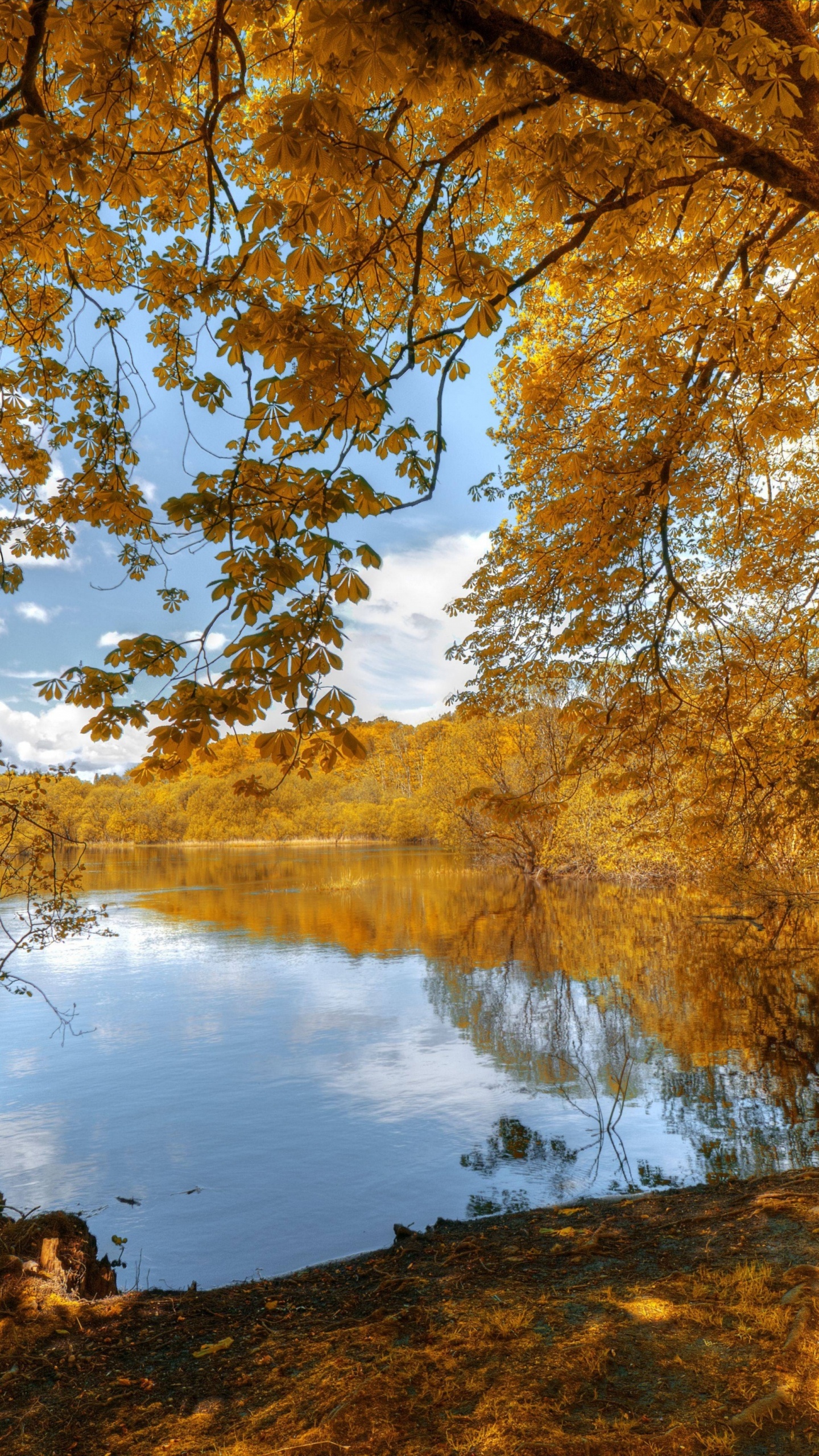 Обои стена, постер, вода, растение, гидроресурсы в разрешении 1440x2560