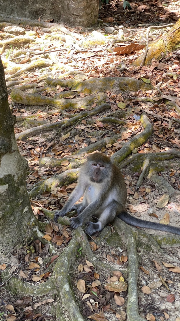 Обои Старый мир обезьян, ветвь, дневное время, окружающая среда, примас в разрешении 720x1280