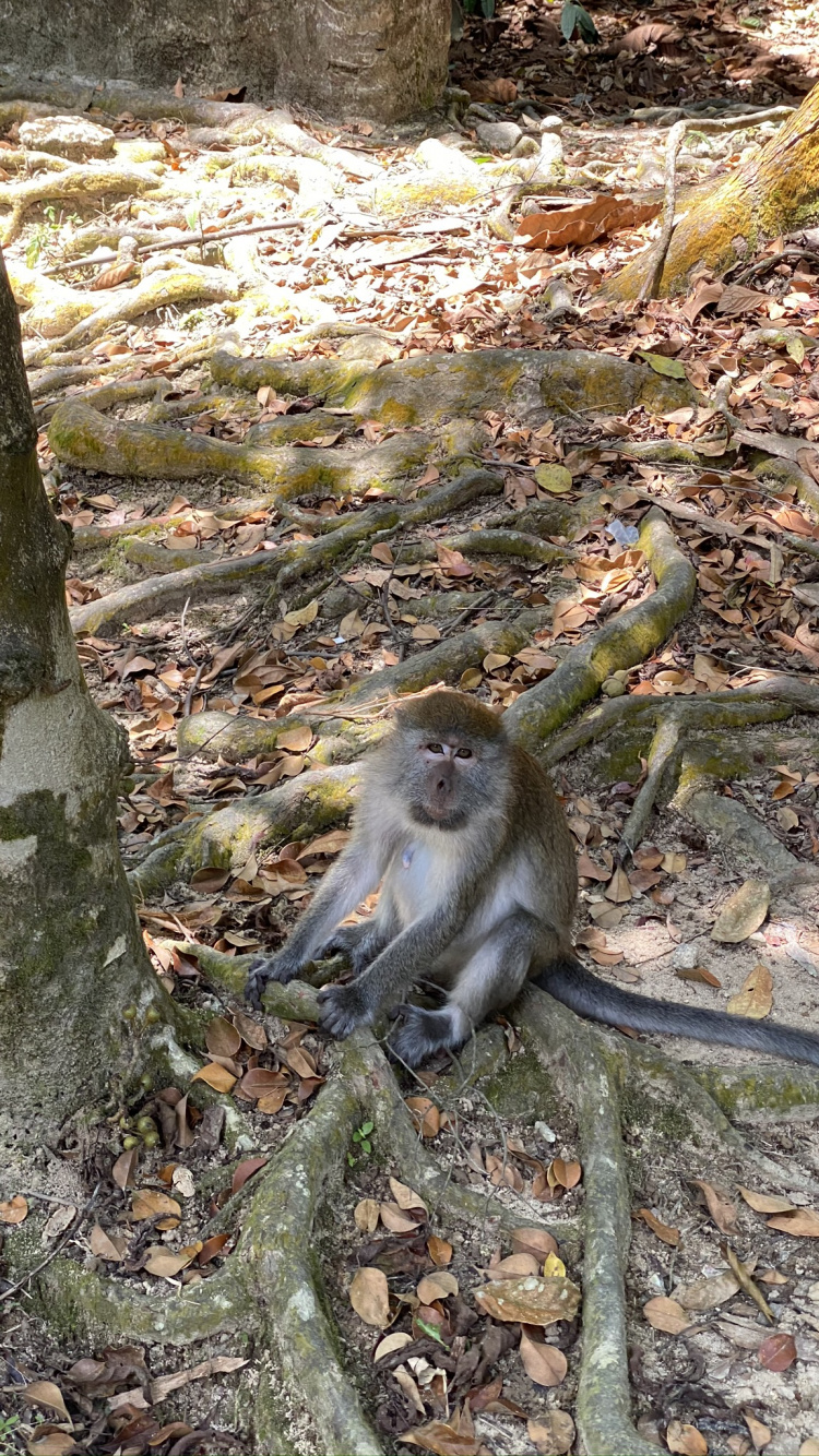 Обои Старый мир обезьян, ветвь, дневное время, окружающая среда, примас в разрешении 750x1334