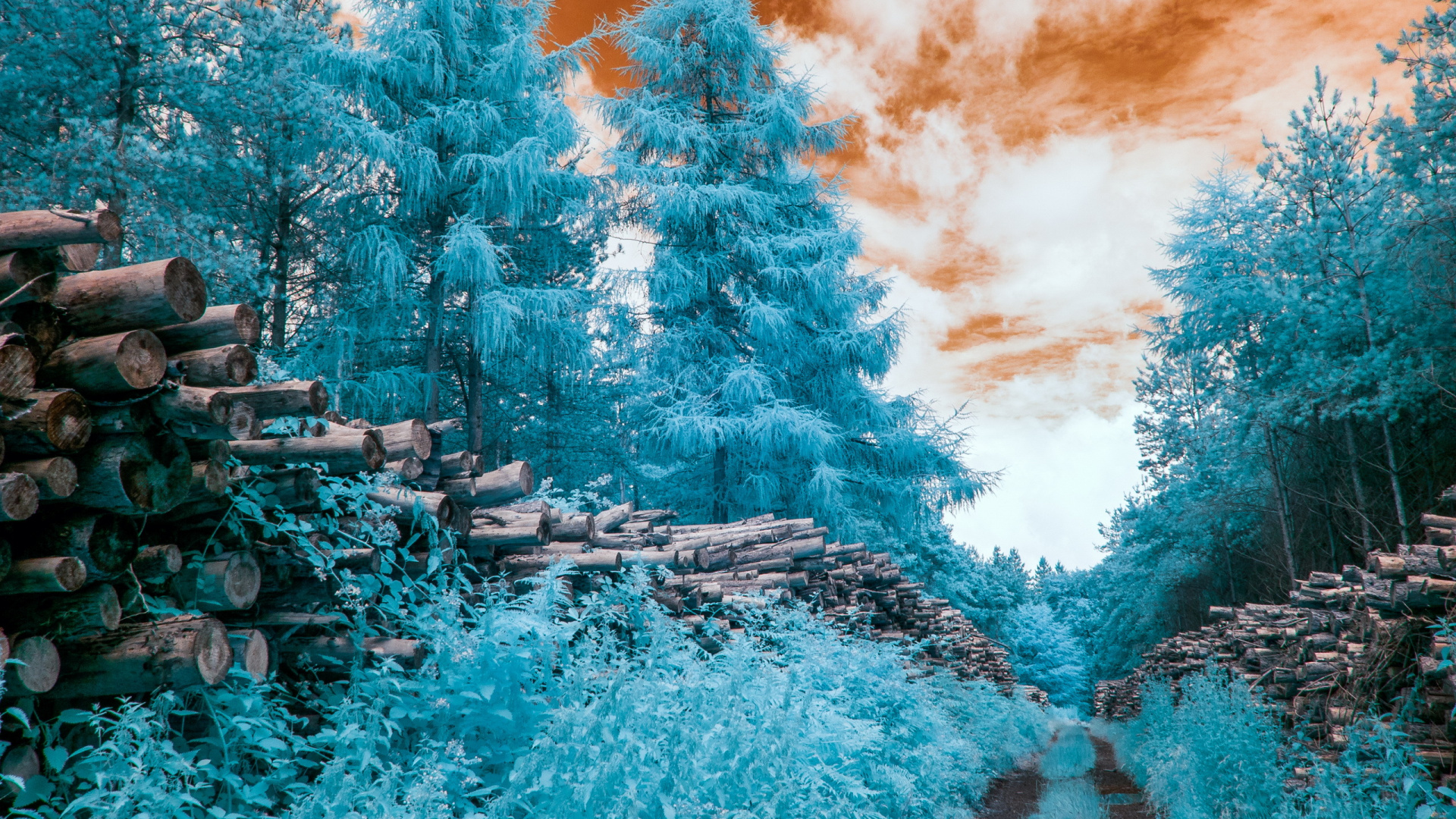 Обои синий, дерево, природа, вода, пейзаж в разрешении 1920x1080