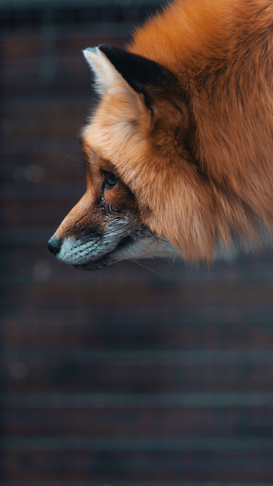 Обои рыжая лисица, лиса, Псовые, живая природа, морда в разрешении 1080x1920