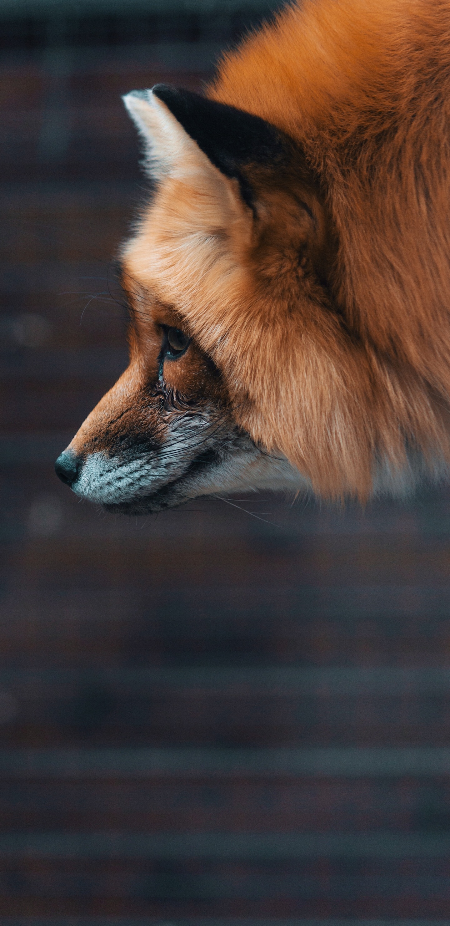 Обои рыжая лисица, лиса, Псовые, живая природа, морда в разрешении 1440x2960