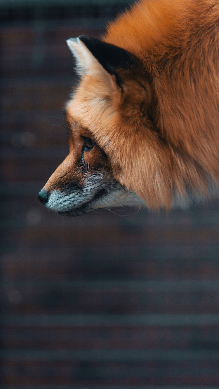 Обои рыжая лисица, лиса, Псовые, живая природа, морда в разрешении 750x1334