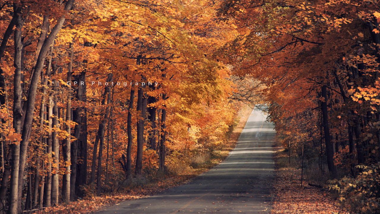 Обои природа, осень, лист, листопадные, лес в разрешении 1280x720