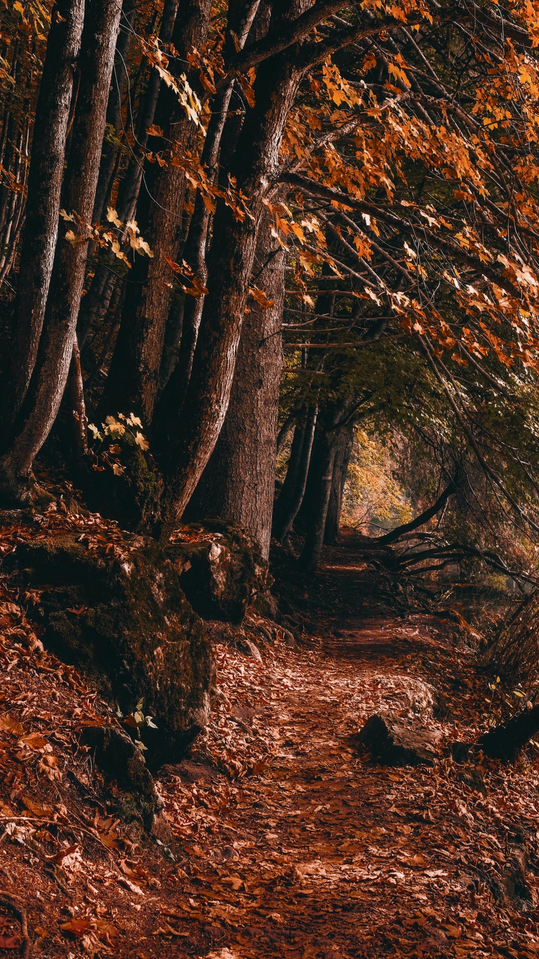 Обои лесистая местность, графика, растение, природный ландшафт, Люди в природе в разрешении 1080x1920