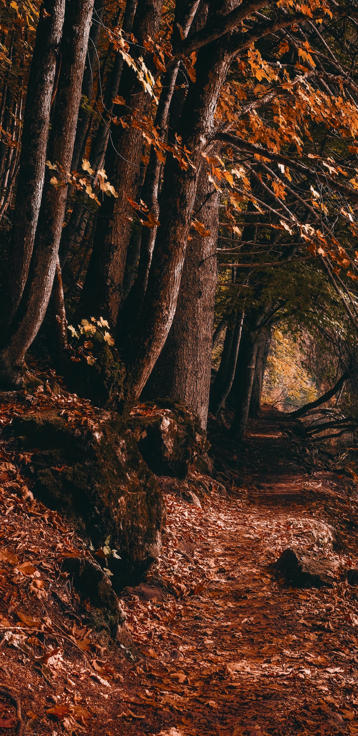 Обои лесистая местность, графика, растение, природный ландшафт, Люди в природе в разрешении 1440x2960