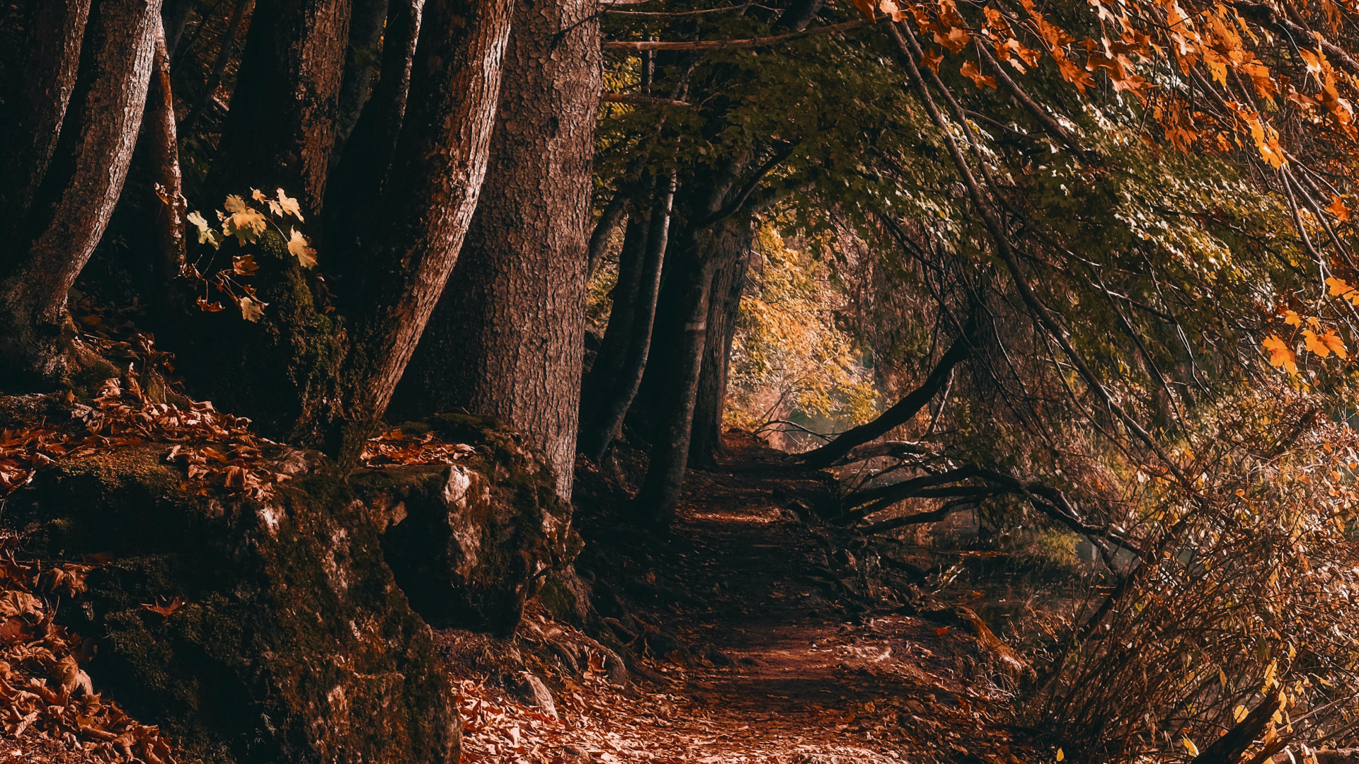 Обои лесистая местность, графика, растение, природный ландшафт, Люди в природе в разрешении 1920x1080