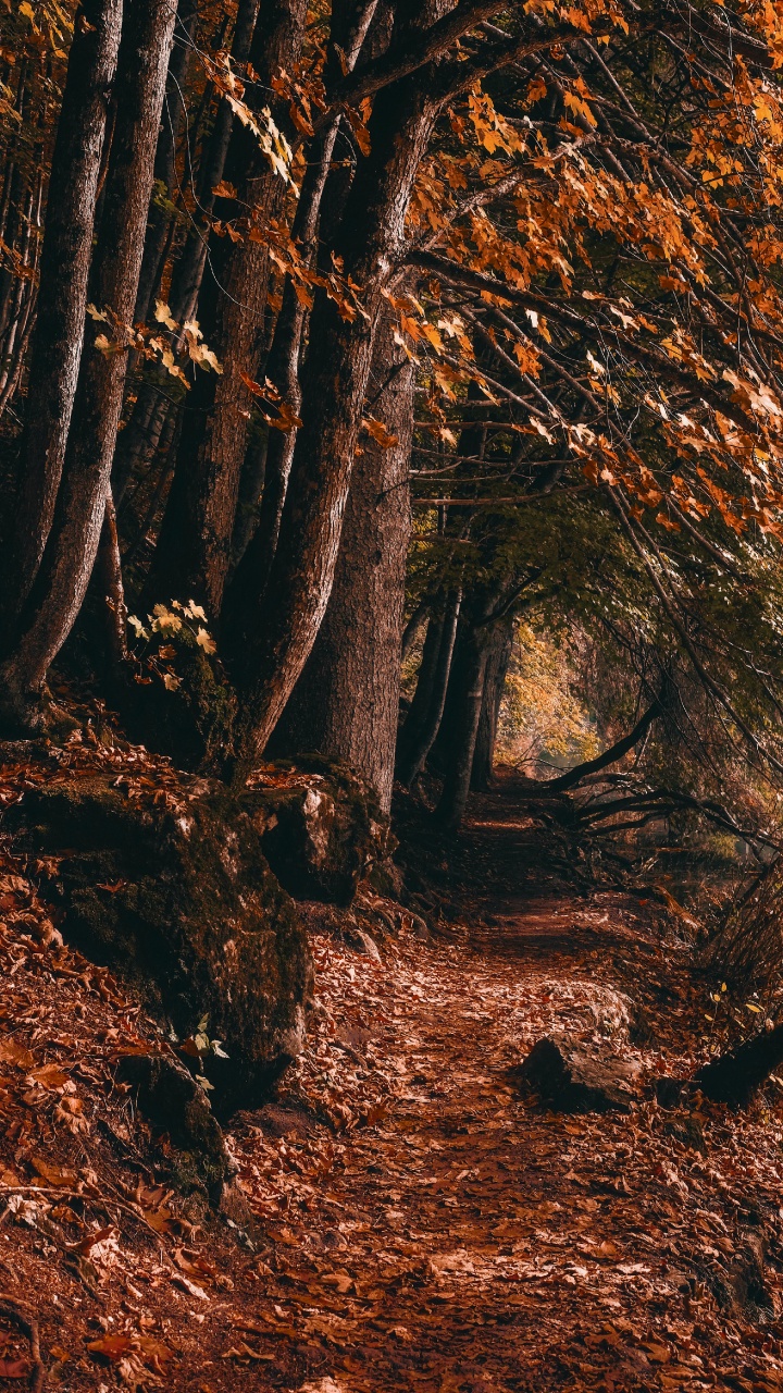 Обои лесистая местность, графика, растение, природный ландшафт, Люди в природе в разрешении 720x1280