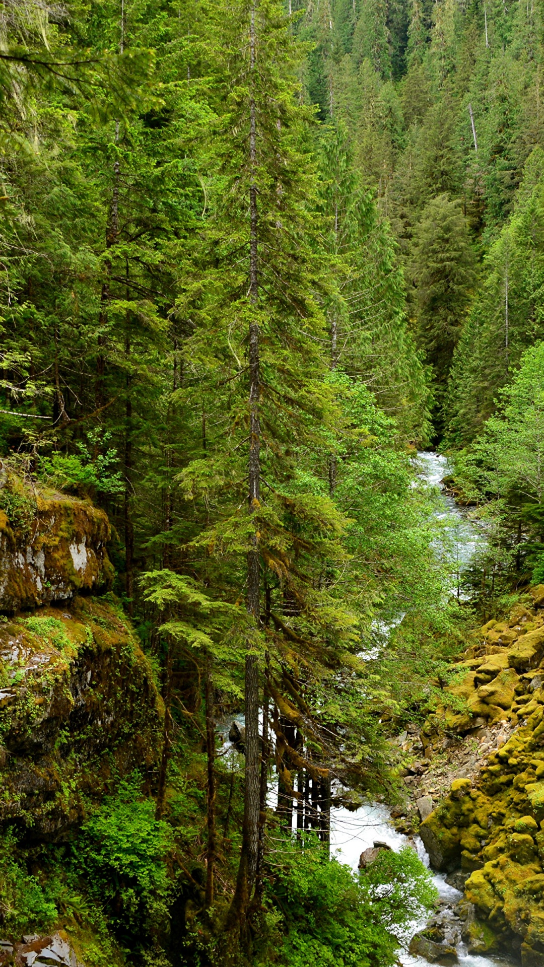 Обои лес, сосна, дерево, природа, растительность в разрешении 1080x1920