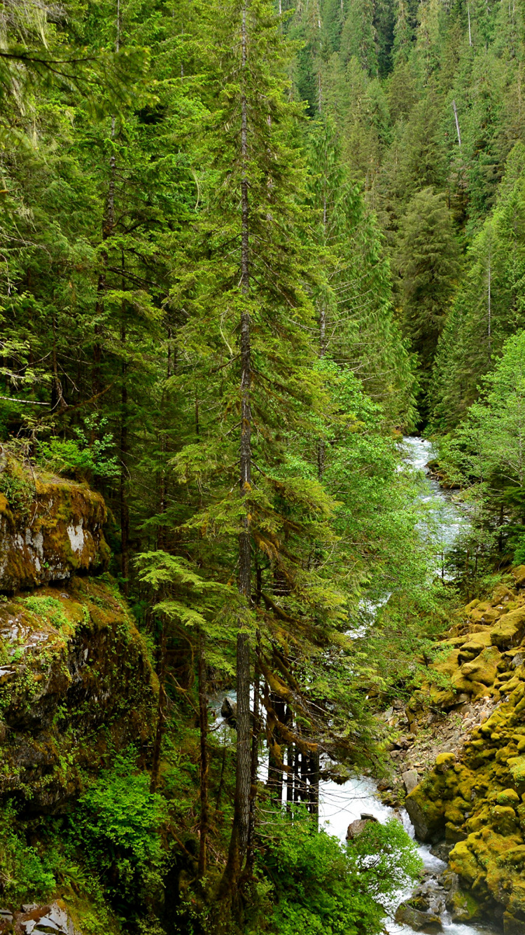 Обои лес, сосна, дерево, природа, растительность в разрешении 750x1334