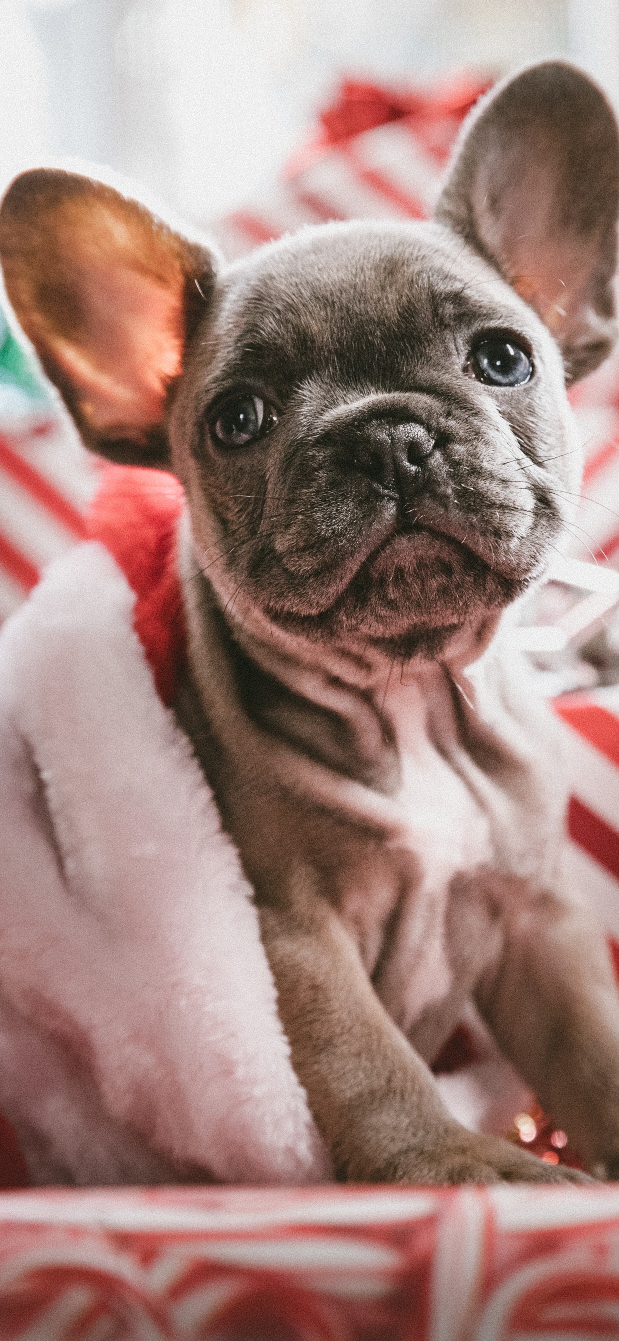 Обои пес, Рождественский день, Псовые, французский Бульдог, собака породы в разрешении 1242x2688