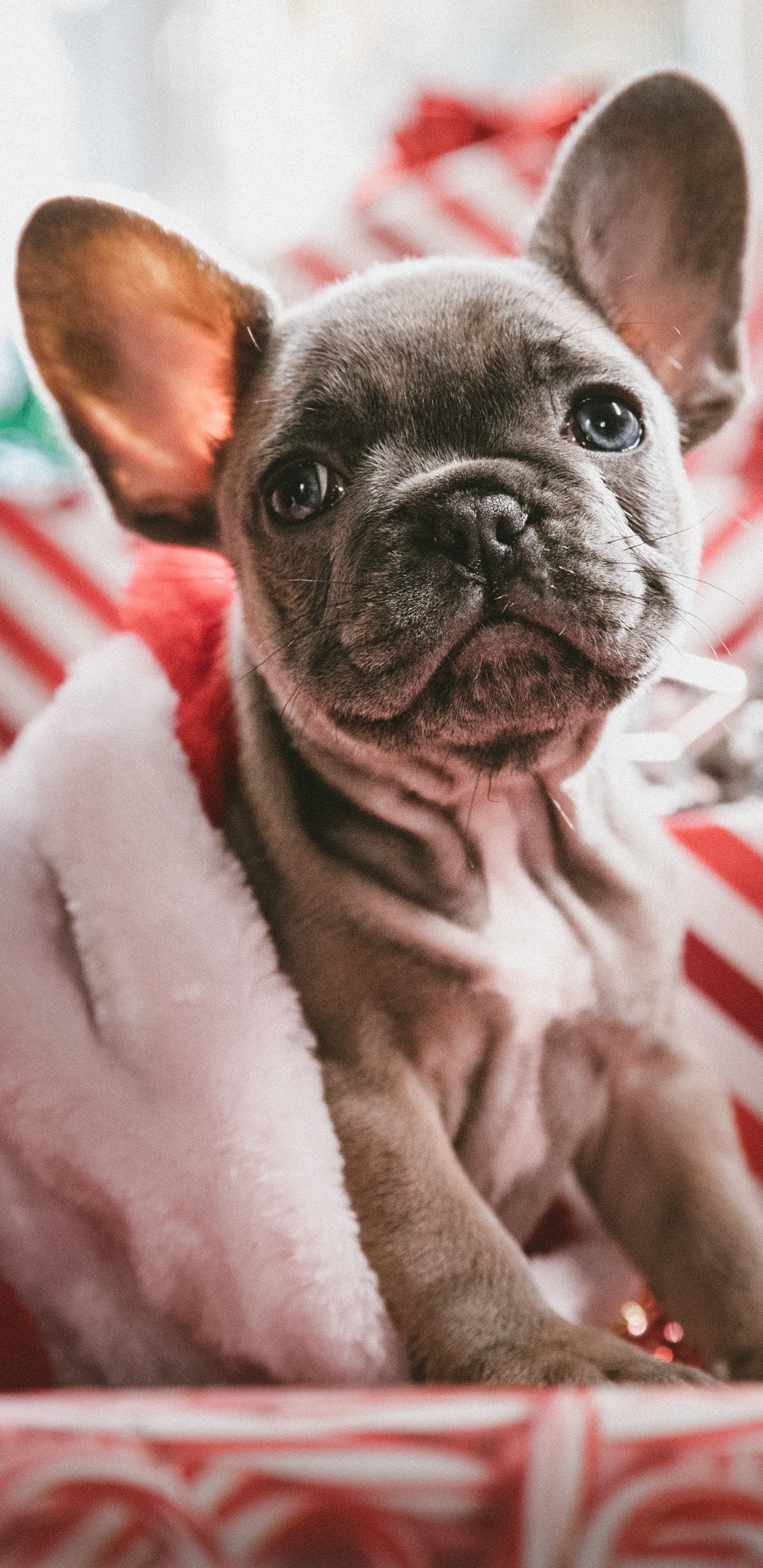 Обои пес, Рождественский день, Псовые, французский Бульдог, собака породы в разрешении 1440x2960