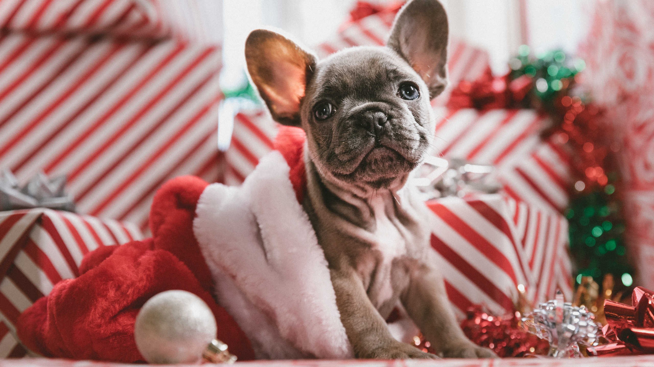 Обои пес, Рождественский день, Псовые, французский Бульдог, собака породы в разрешении 2560x1440