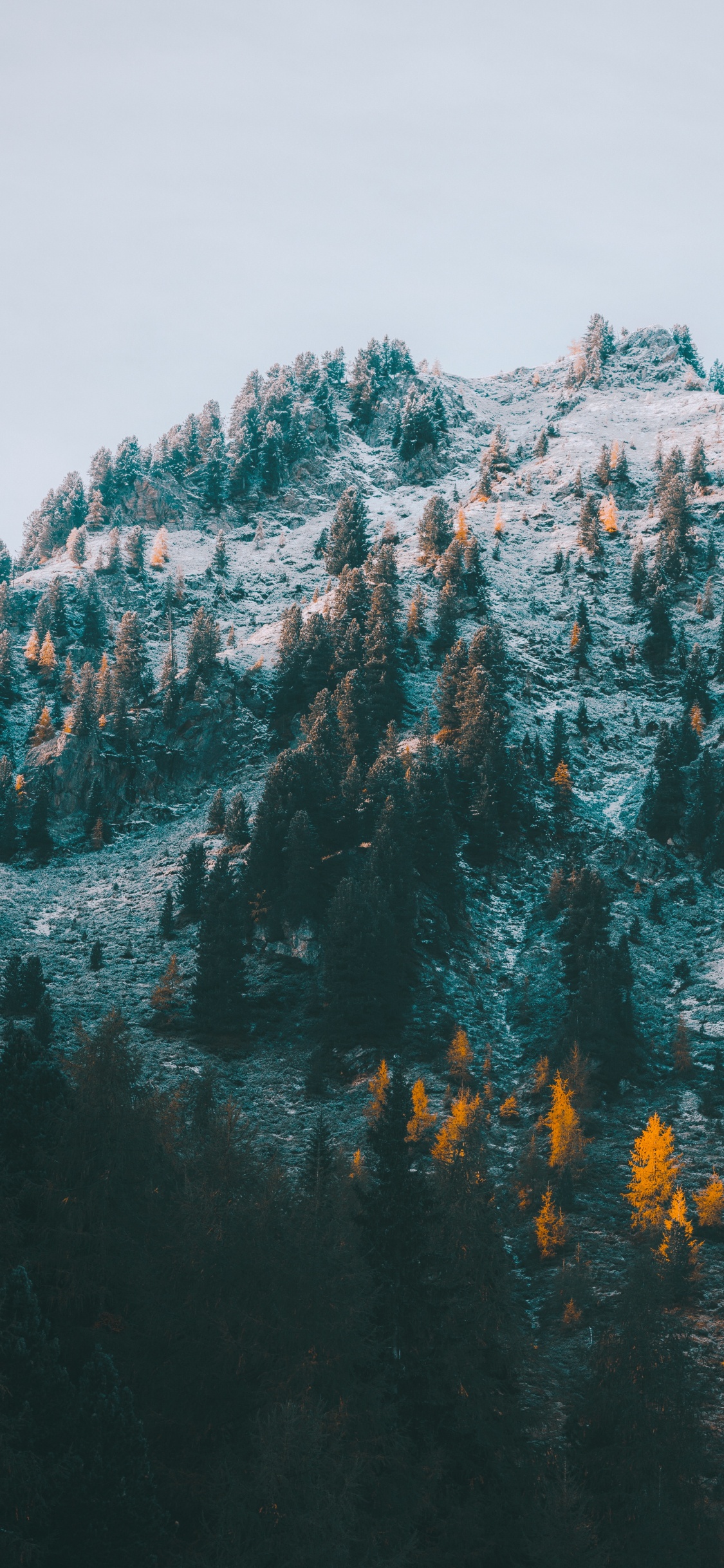 Обои М-дерево, бирюза, горный хребет, пейзажи гор, зима в разрешении 1125x2436