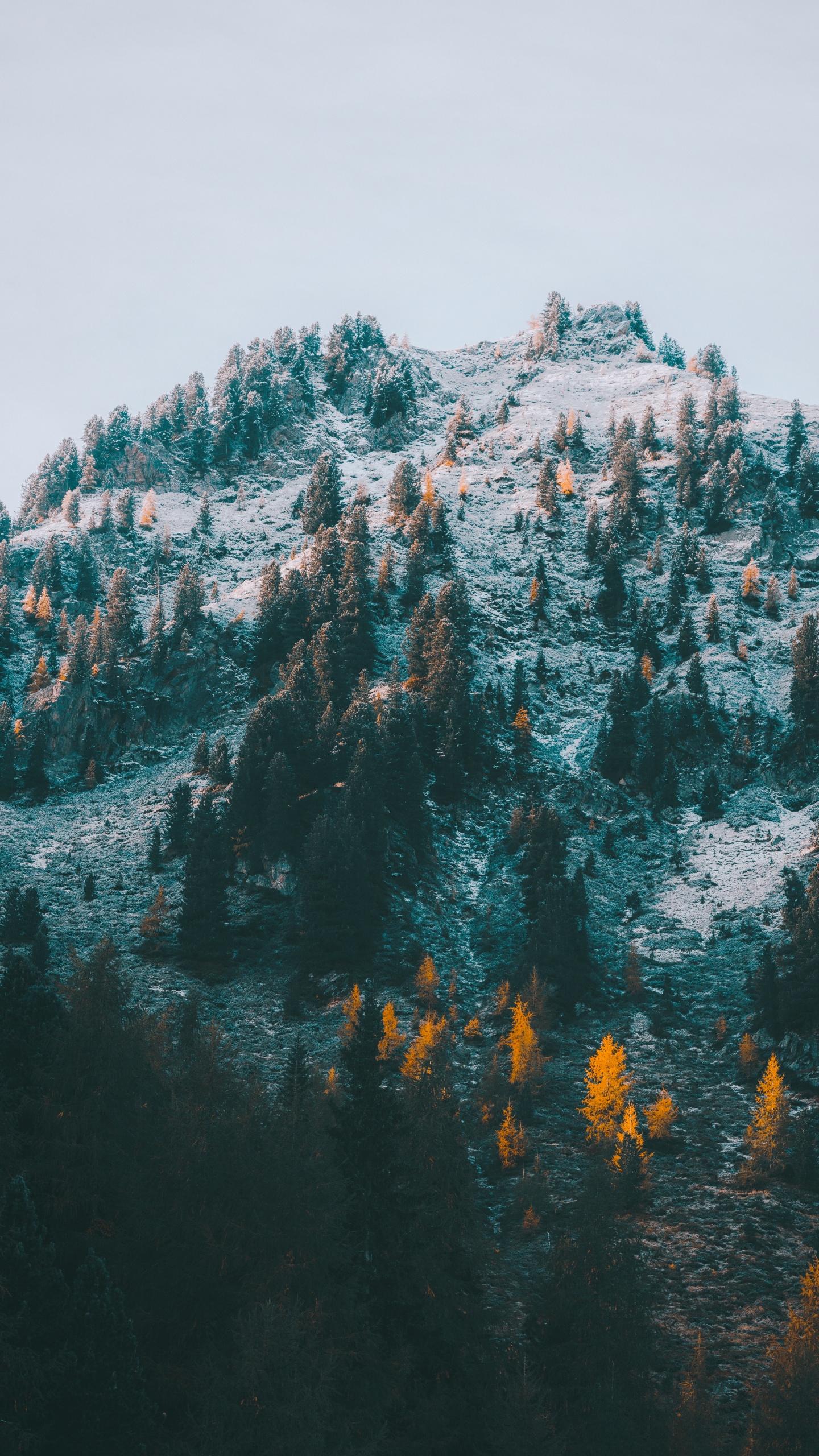 Обои М-дерево, бирюза, горный хребет, пейзажи гор, зима в разрешении 1440x2560