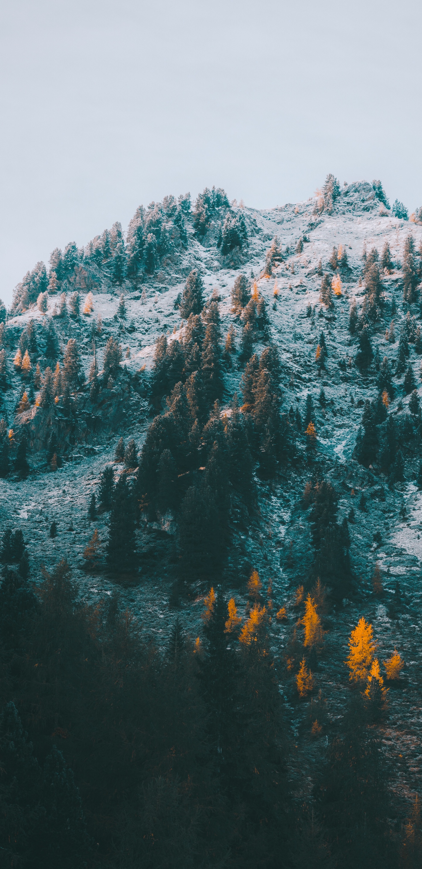 Обои М-дерево, бирюза, горный хребет, пейзажи гор, зима в разрешении 1440x2960