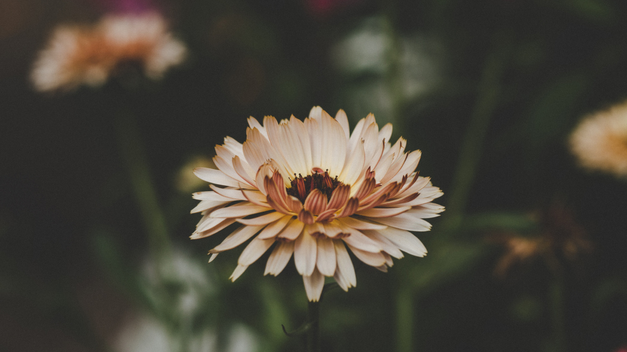 Обои цветок, лепесток, растение, цветковое растение, желтый в разрешении 1280x720