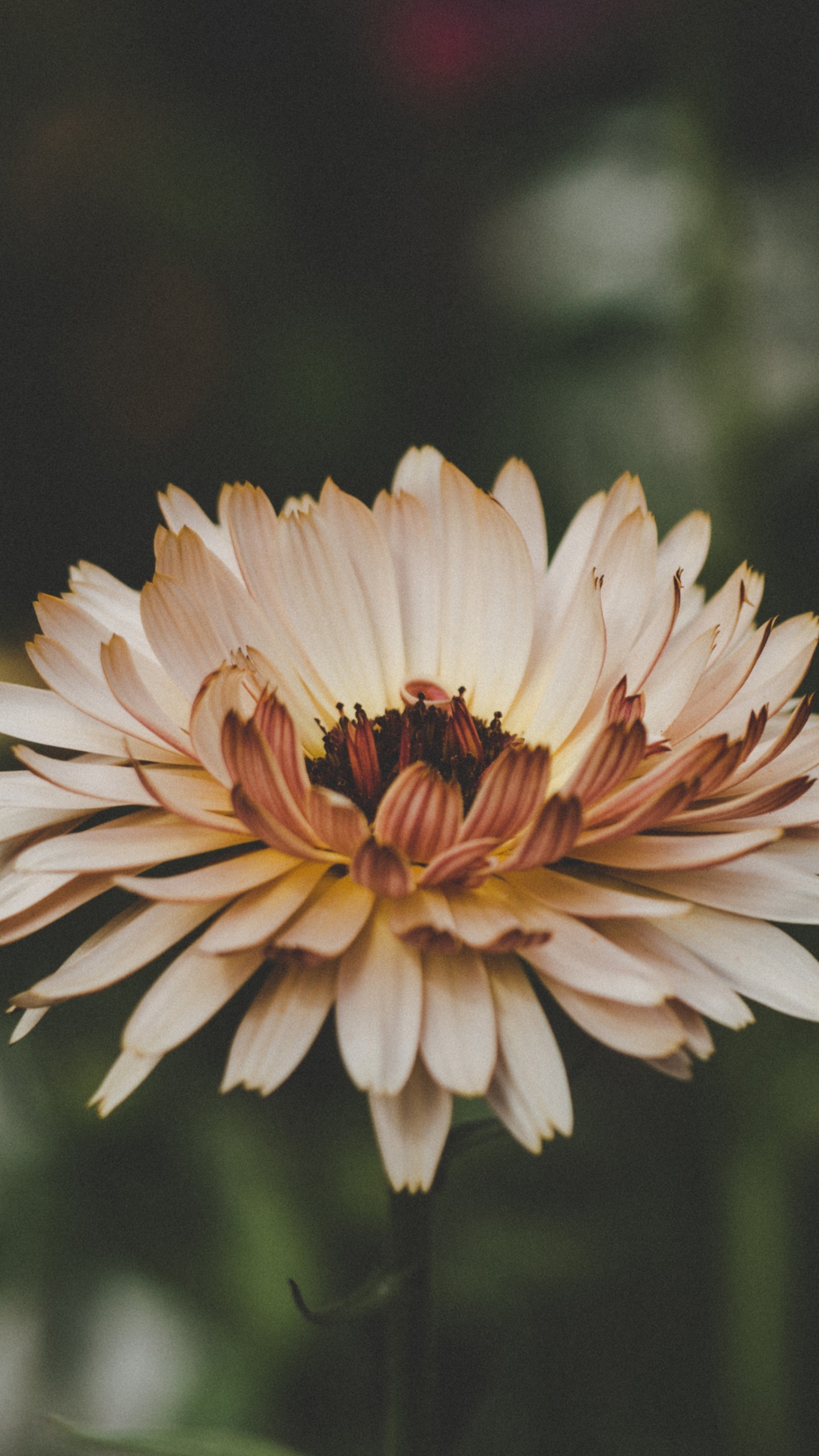 Обои цветок, лепесток, растение, цветковое растение, желтый в разрешении 1440x2560