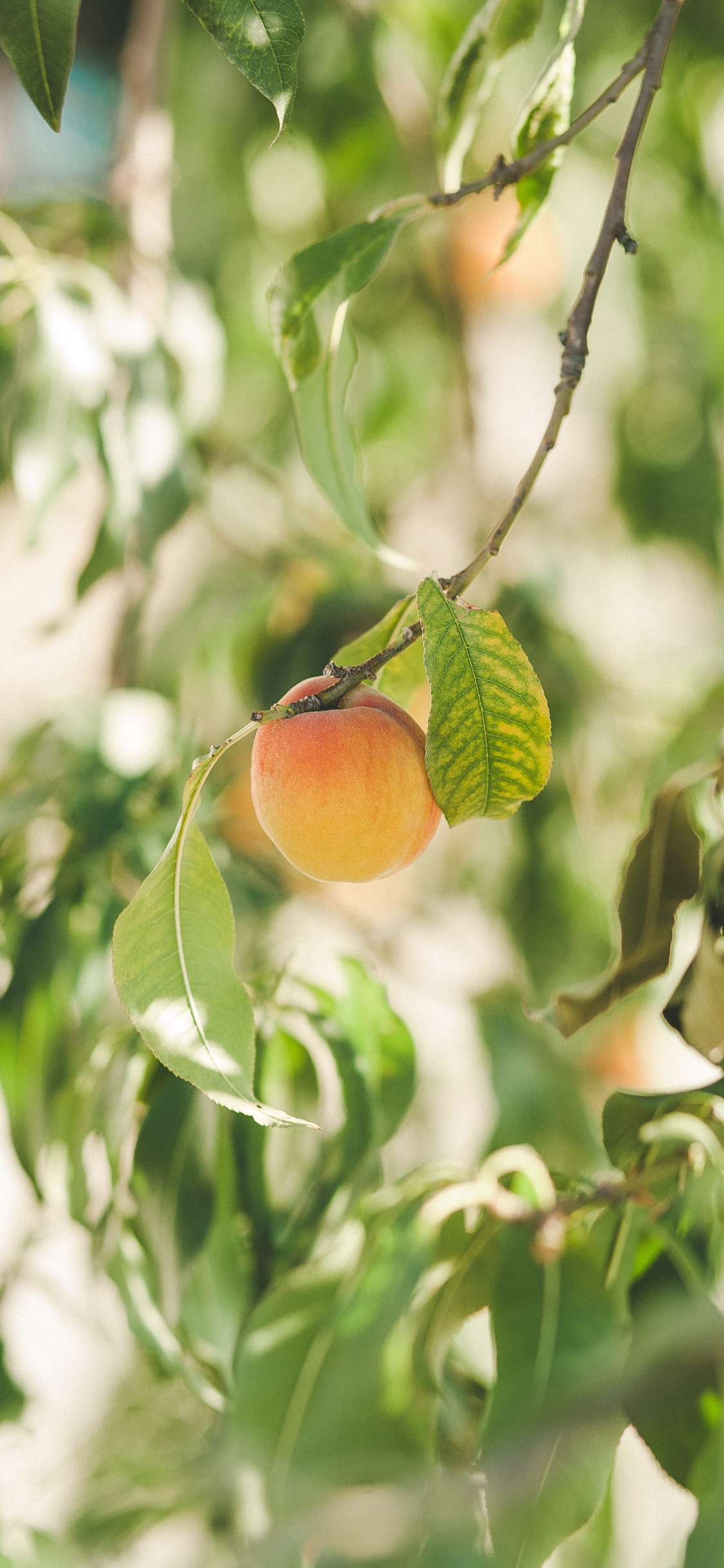 Обои цитрус, ветвь, фруктовое дерево, растение, фрукты в разрешении 1125x2436